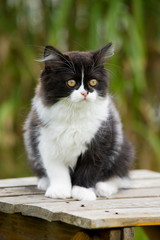 Kätzchen auf einem Hocker im Garten