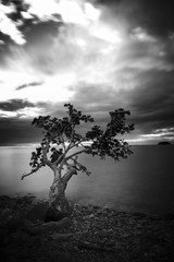 le noir et blanc d&rsquo;un arbre en bords de mer