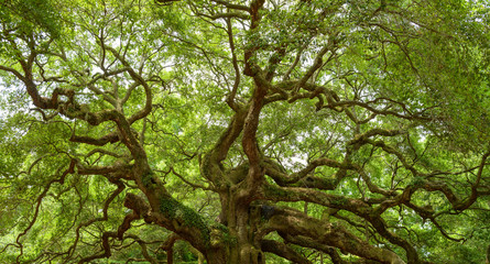Angel Oak Tree - Full view of the Angel Oak Tree, on Johns Island near Charleston, South Carolina.