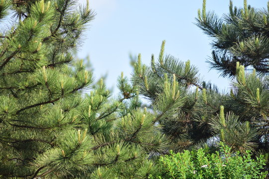 Picture of coniferous trees in a forest