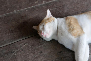 Fototapeta na wymiar Sleeping Cute Cat