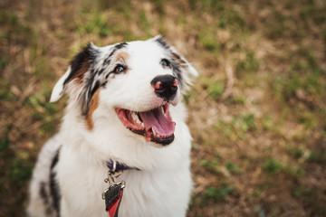 Portrait of a beautiful young Australian Shepherd Blue Merle looking at her owner and smiling