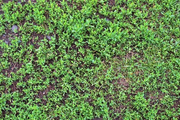 Young green grass