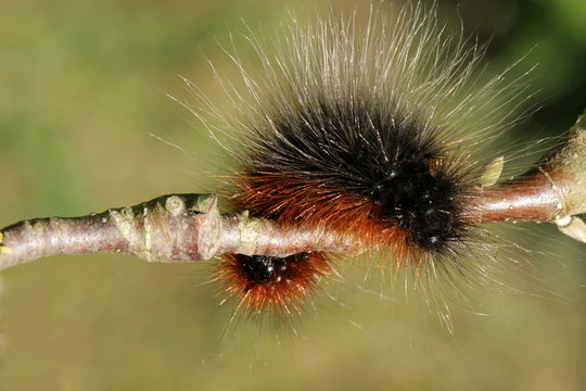Brauner B&auml;r - Raupe Schmetterling