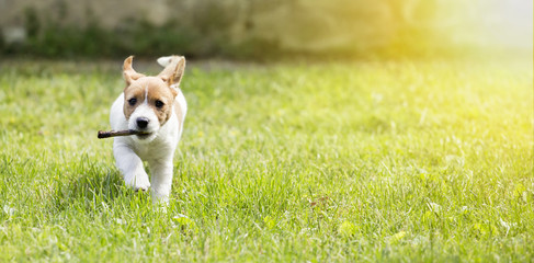 Banner of a happy cute pet dog puppy as running with a stick