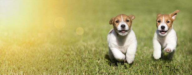 Bannière Web de chiots de chien Jack Russell Terrier heureux en train de jouer