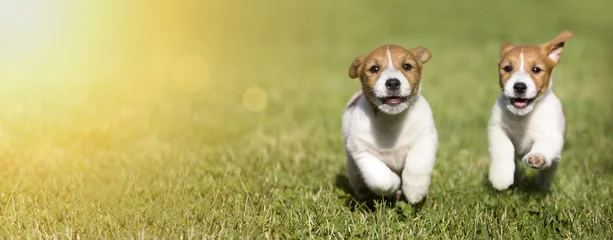 Papier Peint photo Lavable Chien Bannière Web de chiots de chien Jack Russell Terrier heureux en train de jouer