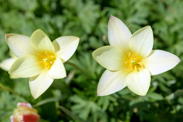 Tulipa Clusiana - 'Lady Jane' - A close-up view of pure white inside of two freshly blooming Tulip 'Lady Jane