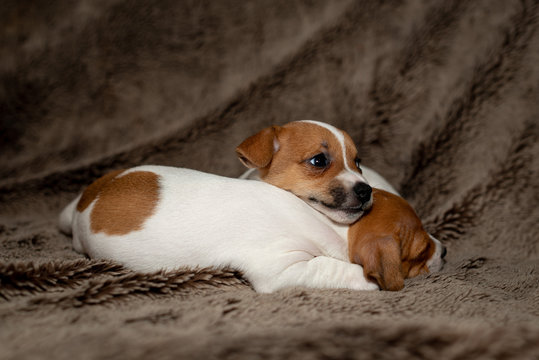 Two Jack Russell puppy sleeping on brown blankets.