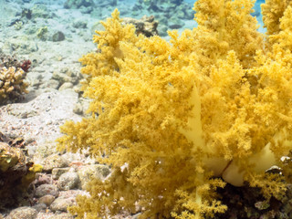 Fototapeta na wymiar Diving in underwater coral reef world