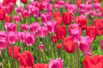 Spring Tulip Field - A back-lit view of bright red and pink tulip flowers blooming in Spring sun.