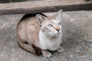 Angry cat with unhappy close up