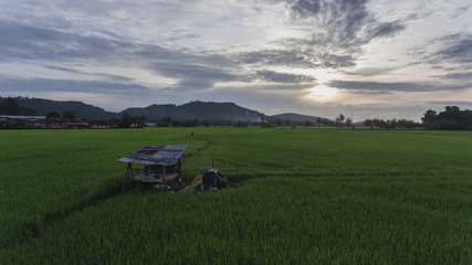 Fototapeta premium Aerial View of paddy field in Kedah,Malaysia.