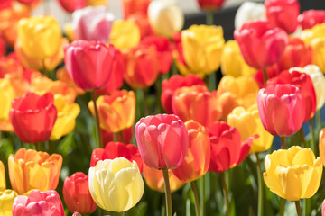 Tulip Flowerbed - A back-lit view of colorful tulip flowers blooming in bright Spring sun.