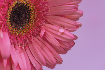 Obraz premium Pink gerbera flower with waterdrop close up