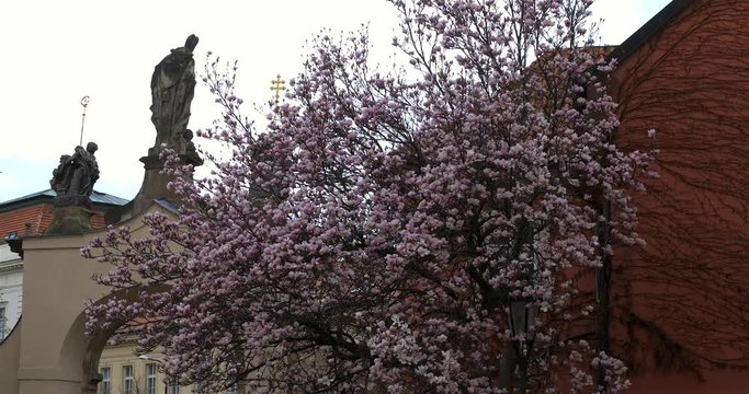 Magnolia blossom at Strahov Monastery, Prague