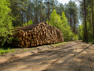 Pile of wood logs