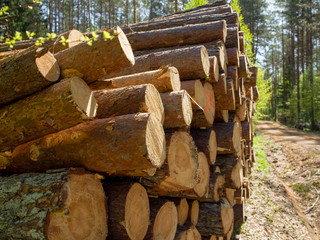 Pile of wood logs