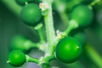 green macro grapes