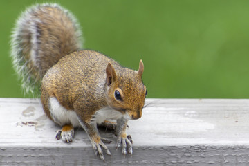 Brown Squirrel on a deck railing