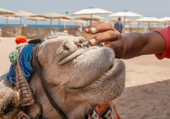 man scratches his teeth and gums with a camel, close-ups
