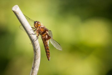 Libelle beim Sonnenbaden