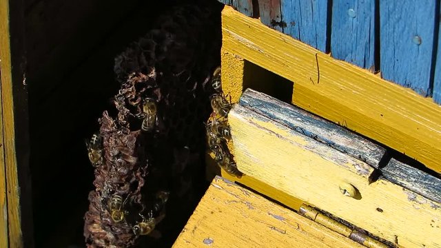 Old yellow blue beehive box