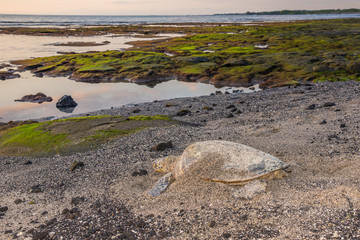 Turtle in the Sand