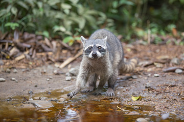 Raccoon in the natural environment near the reservoir with water.
