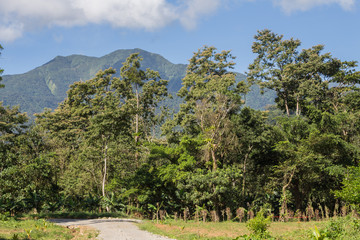 Natural landscape / road leading through the forest towards the mountains