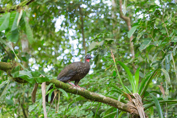 wild Chacalaca in the jungle 