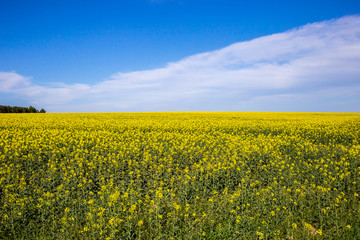 Obraz premium A field filled with rape flowers with a blue sky in the background