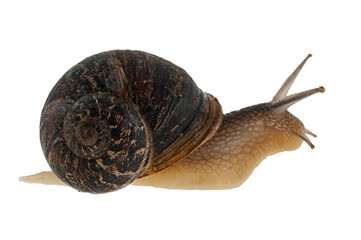 Garden snail (Helix aspersa) With white background