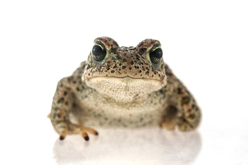 Natterjack toad (Epidalea calamita) with White background