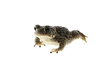 Natterjack toad (Epidalea calamita) with White background