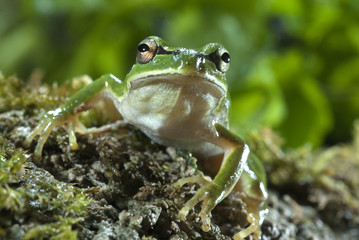 Nice amphibian green European tree frog, Hyla arborea, details of the eyes, portrait