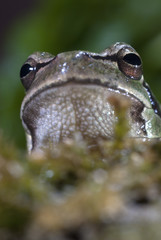 Nice amphibian green European tree frog, Hyla arborea, details of the eyes, portrait