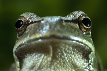 Nice amphibian green European tree frog, Hyla arborea, details of the eyes, portrait