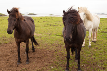 Naklejka na ściany i meble Iceland ponies defy the wind