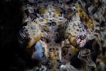 Detail of Crocodilefish Eyes 