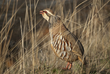 The red-legged, Alectoris rufa, among the grass
