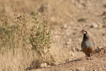 The red-legged, Alectoris rufa, among the grass