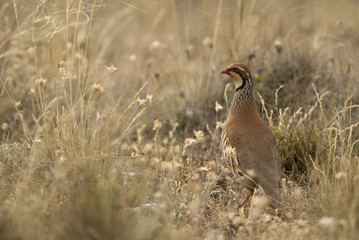 The red-legged, Alectoris rufa, among the grass