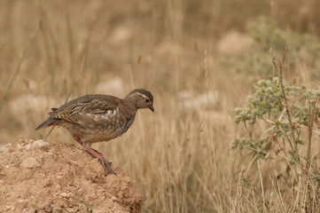 The red-legged, Alectoris rufa, Chicken