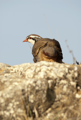 The red-legged, Alectoris rufa, resting