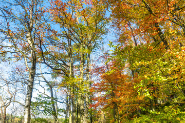 Colorful autumn trees in the forest, landscape