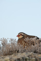 The red-legged, Alectoris rufa, resting