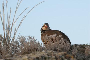 The red-legged, Alectoris rufa, resting