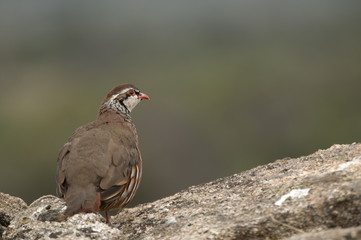 The red-legged, Alectoris rufa, resting