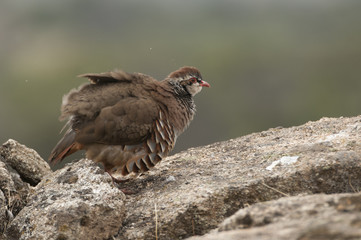 The red-legged, Alectoris rufa, resting